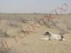 I cani aborigeni del Karakum Desert TURKMENISTAN